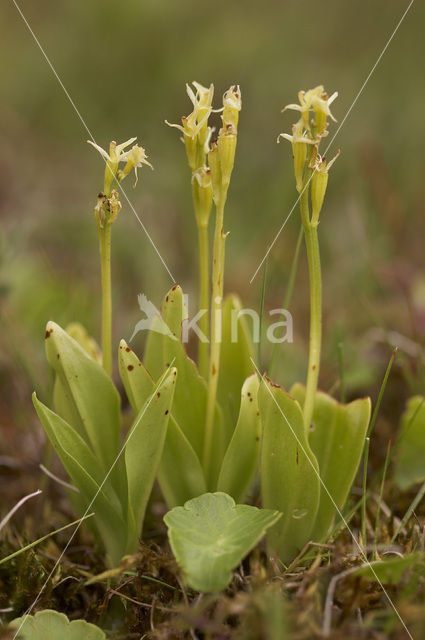 Groenknolorchis