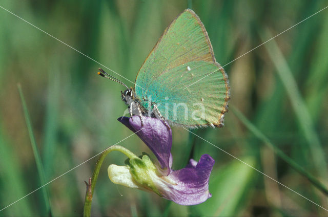 Groentje (Callophrys rubi)