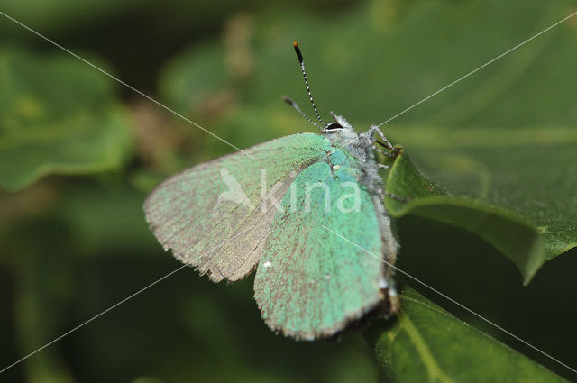 Groentje (Callophrys rubi)