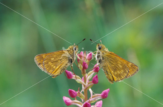 Groot dikkopje (Ochlodes faunus)