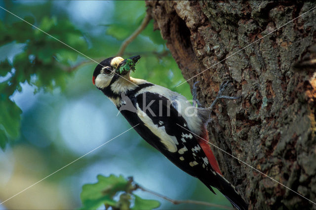 Great Spotted Woodpecker (Dendrocopos major)