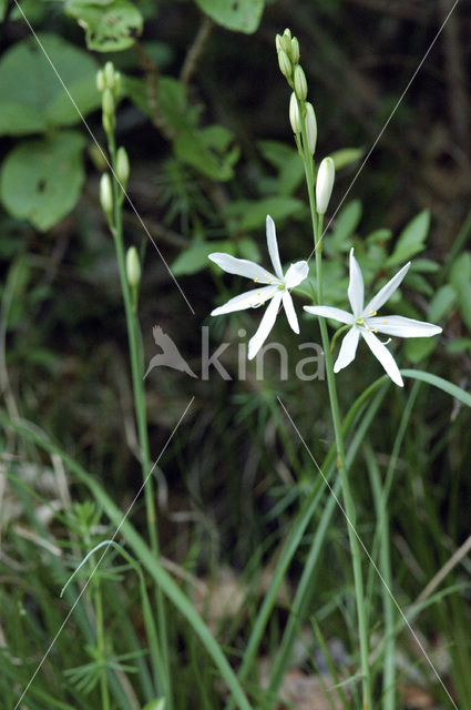 Grote graslelie (Anthericum liliago)