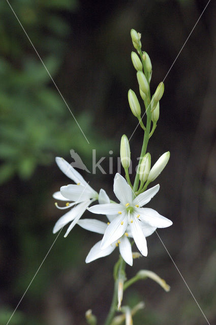 St. Bernards Lily (Anthericum liliago)