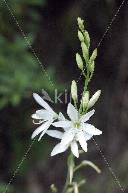 Grote graslelie (Anthericum liliago)