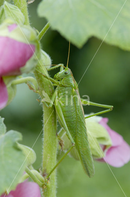 Grote groene sabelsprinkhaan (Tettigonia viridissima)