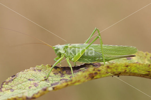 Grote groene sabelsprinkhaan (Tettigonia viridissima)