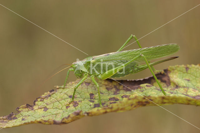 Great Green Bush-cricket (Tettigonia viridissima)