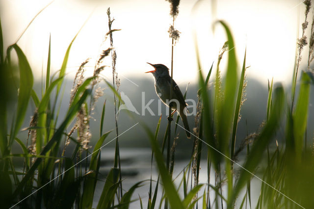 Grote Karekiet (Acrocephalus arundinaceus)