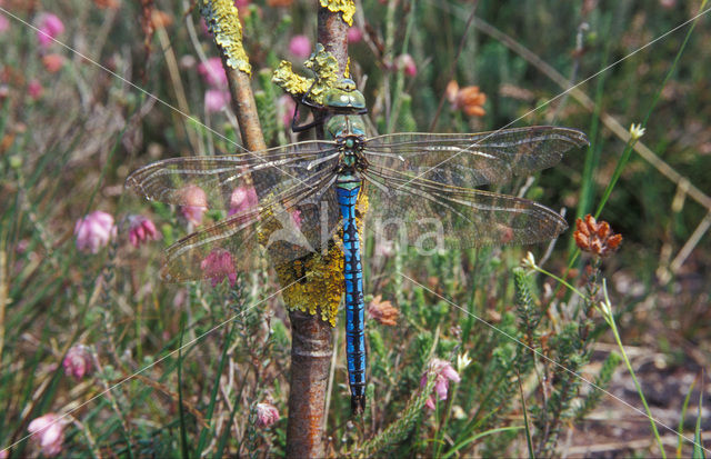 Emperor Dragonfly (Anax imperator)