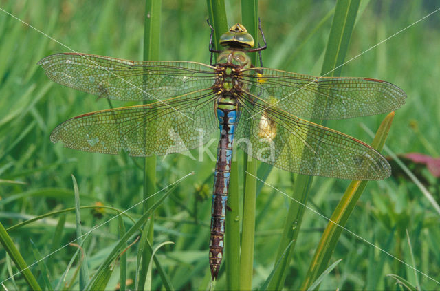 Emperor Dragonfly (Anax imperator)