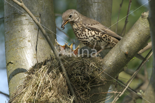 Mistle Thrush (Turdus viscivorus)