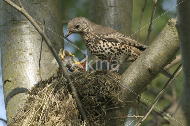 Grote Lijster (Turdus viscivorus)