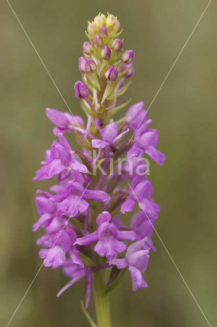 Grote muggenorchis (Gymnadenia conopsea)