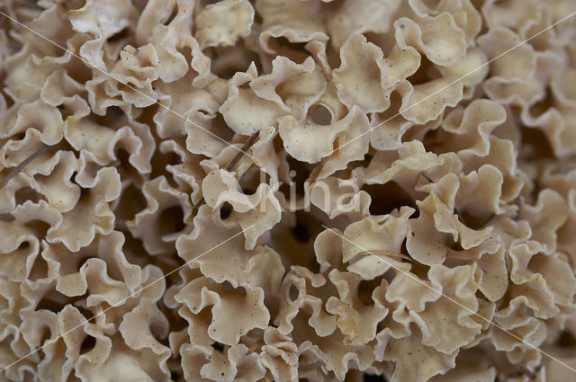 Wood Cauliflower (Sparassis crispa)
