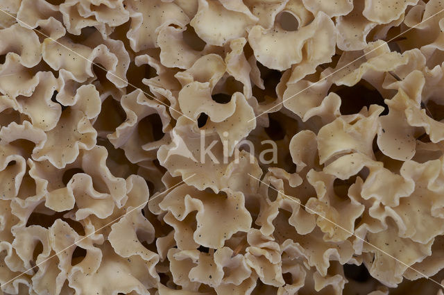Wood Cauliflower (Sparassis crispa)