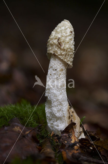 Grote stinkzwam (Phallus impudicus)