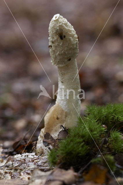 Grote stinkzwam (Phallus impudicus)