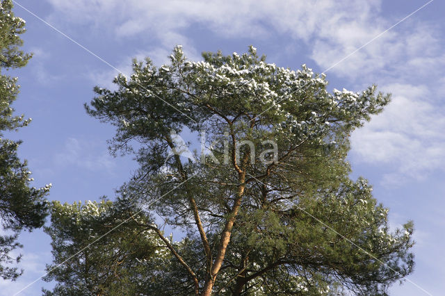 Grove den (Pinus sylvestris)