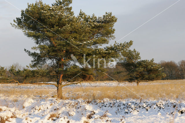 Scots Pine (Pinus sylvestris)