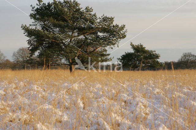 Scots Pine (Pinus sylvestris)