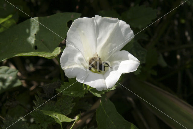 Haagwinde (Convolvulus sepium)