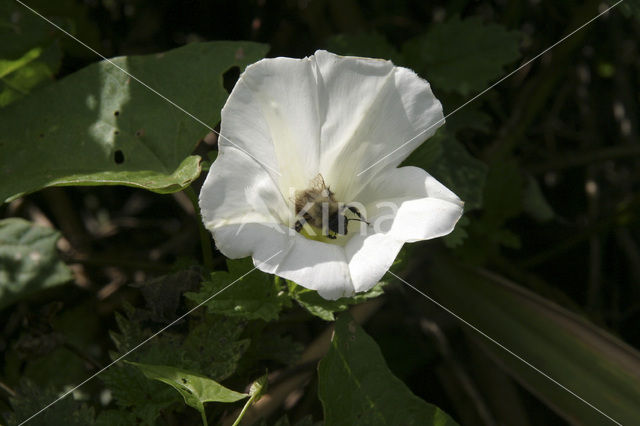 Hedge Bindweed (Convolvulus sepium)