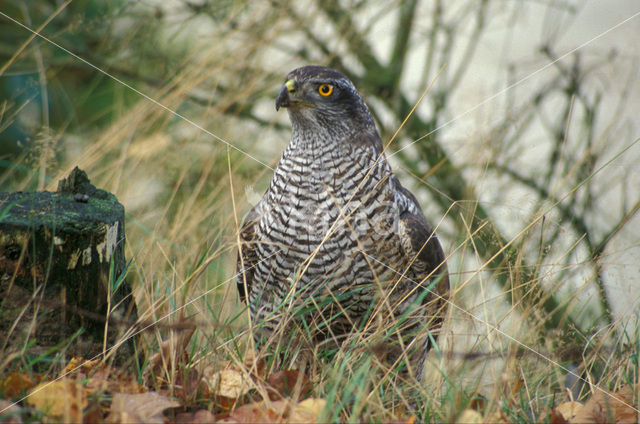 Goshawk (Accipiter gentilis)