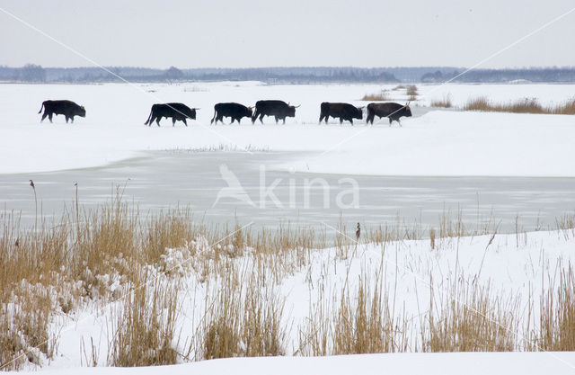 Heckrund (Bos taurus spp)