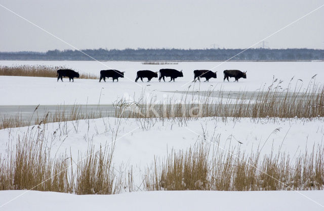 Heckrund (Bos taurus spp)