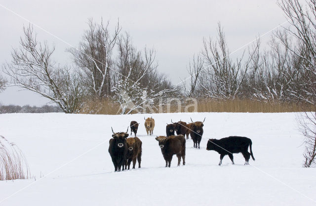 Heckrund (Bos taurus spp)