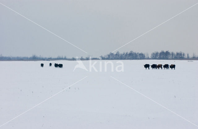 Heckrund (Bos taurus spp)