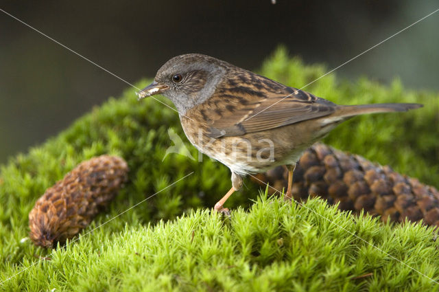 Heggemus (Prunella modularis)