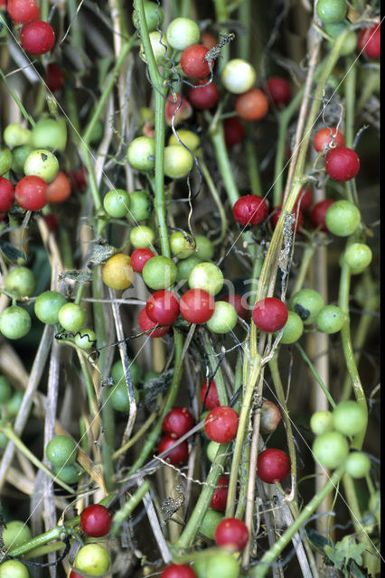 Heggerank (Bryonia dioica)