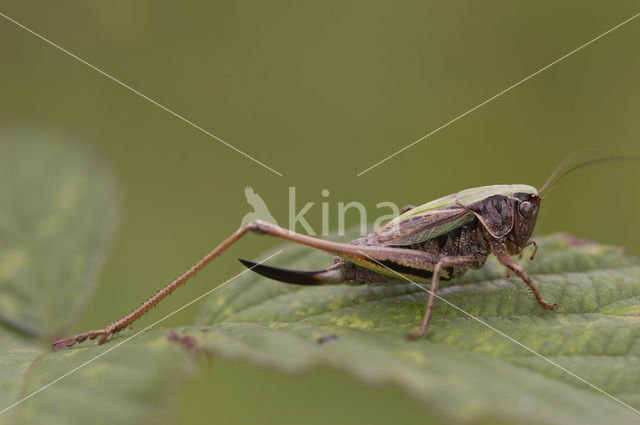 Bog Bush-cricket (Metrioptera brachyptera)