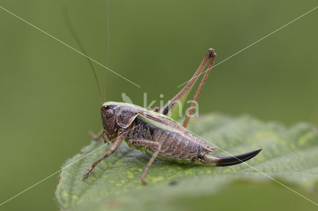 Heidesabelsprinkhaan (Metrioptera brachyptera)