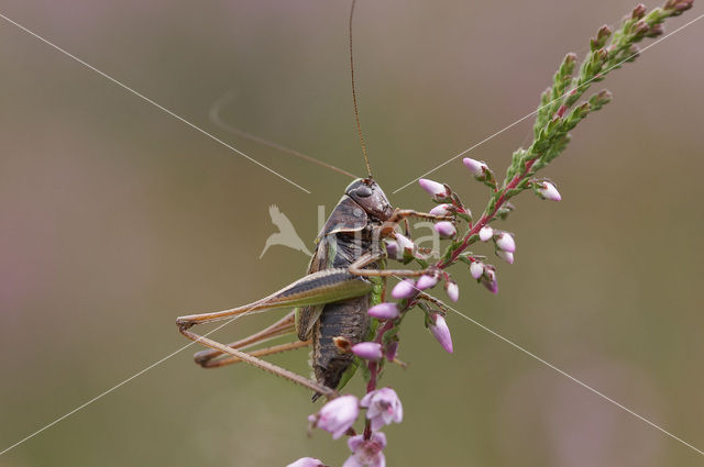 Bog Bush-cricket (Metrioptera brachyptera)