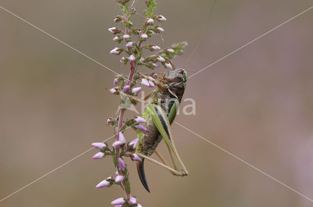 Bog Bush-cricket (Metrioptera brachyptera)