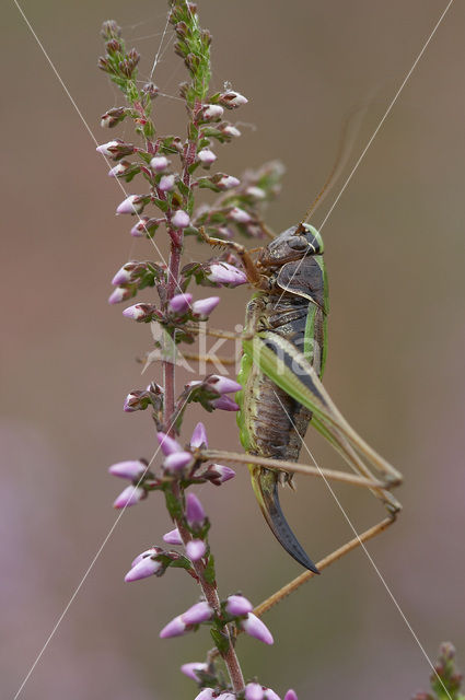 Heidesabelsprinkhaan (Metrioptera brachyptera)