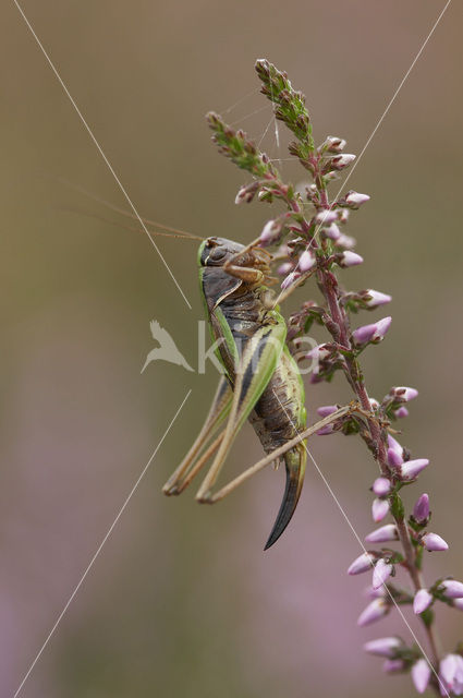 Bog Bush-cricket (Metrioptera brachyptera)