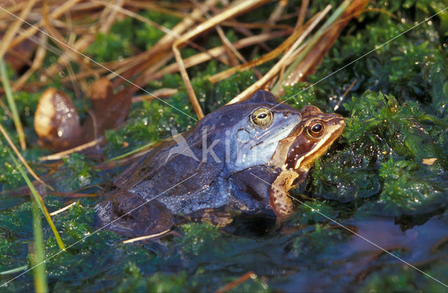 Moor Frog (Rana arvalis)