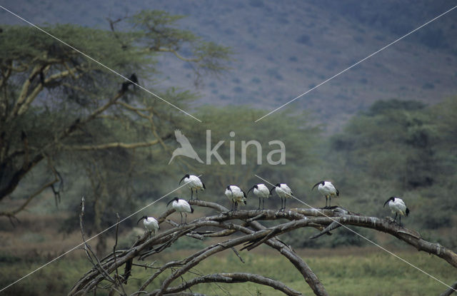 Heilige Ibis (Threskiornis aethiopicus)