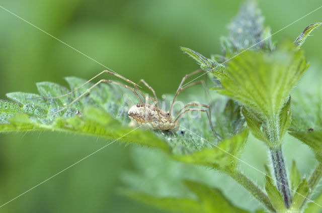 Hammock spider (Linyphia triangularis)