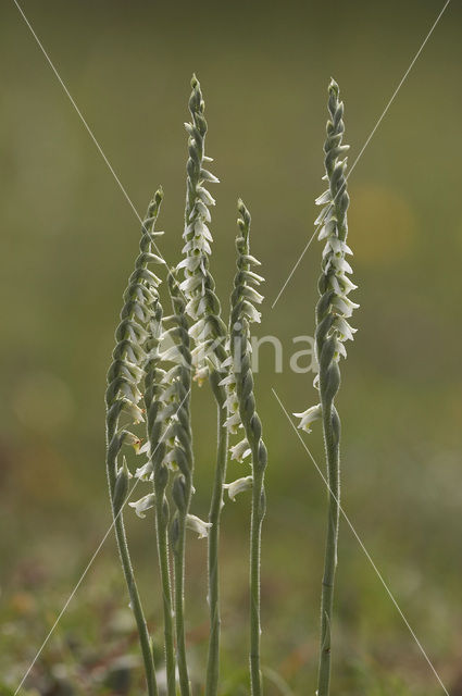 Herfstschroeforchis (Spiranthes spiralis)