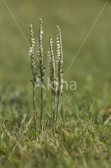 Herfstschroeforchis (Spiranthes spiralis)