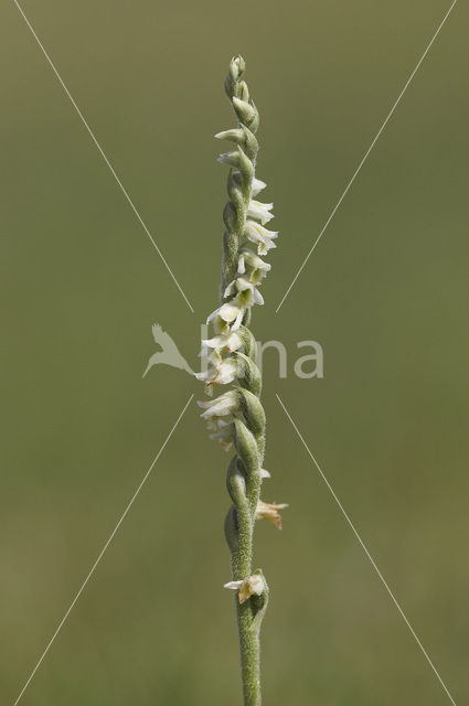 Herfstschroeforchis (Spiranthes spiralis)