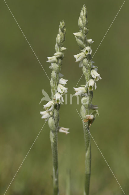 Herfstschroeforchis (Spiranthes spiralis)