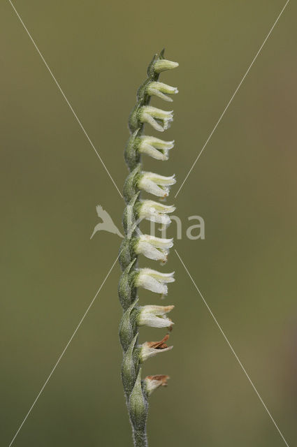 Herfstschroeforchis (Spiranthes spiralis)