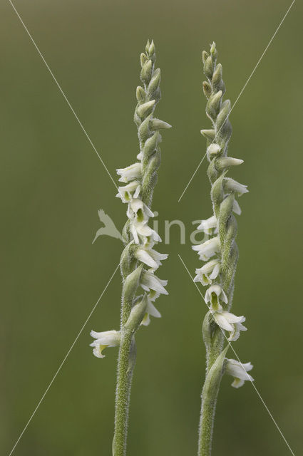 Herfstschroeforchis (Spiranthes spiralis)