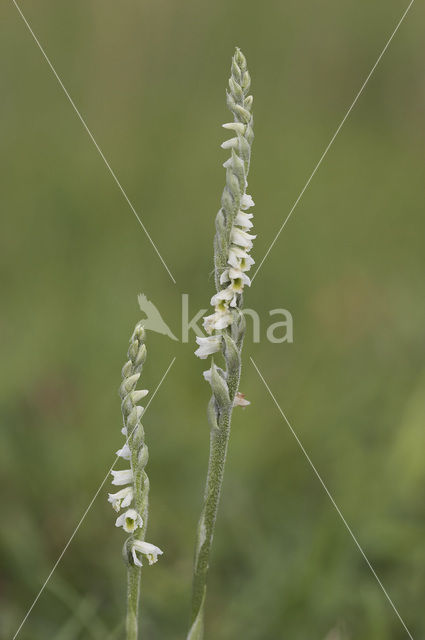 Herfstschroeforchis (Spiranthes spiralis)