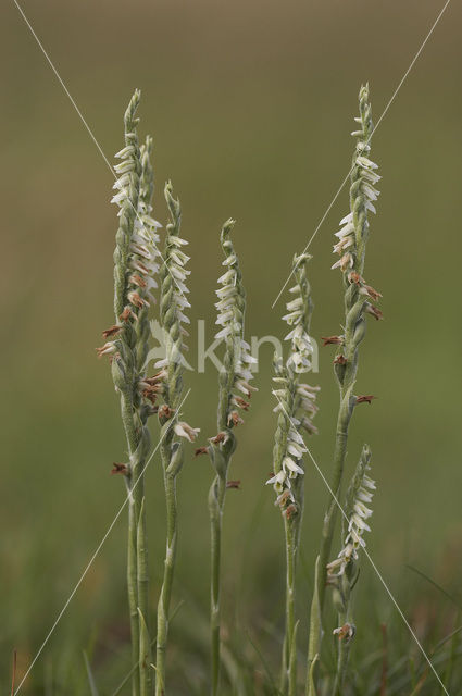 Herfstschroeforchis (Spiranthes spiralis)